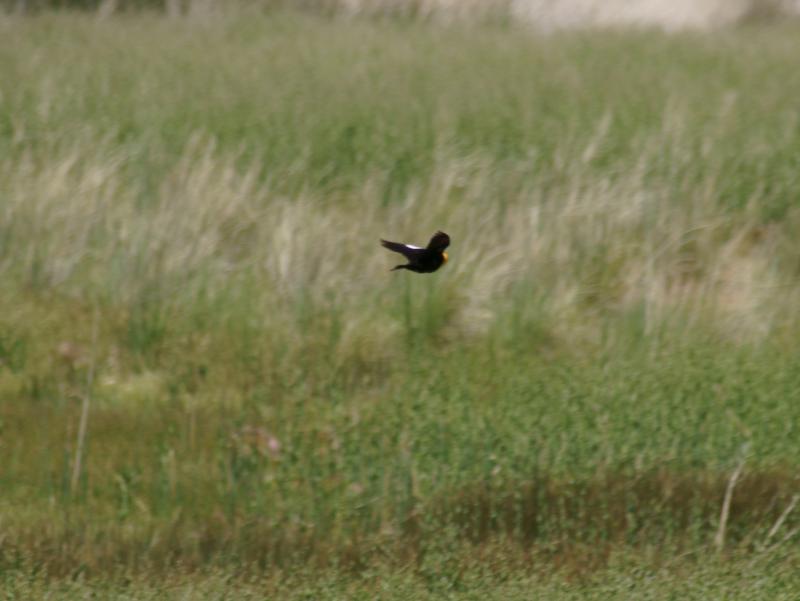 randomYellow-Headed Blackbird