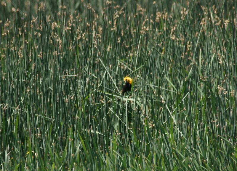 randomYellow-Headed Blackbird