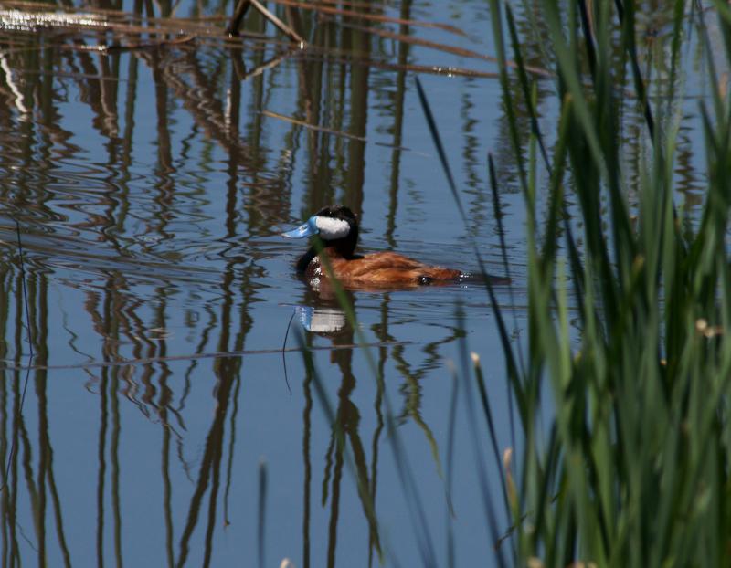 randomRuddy Duck