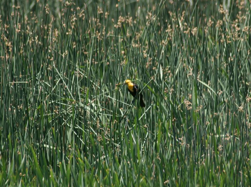 randomYellow-Headed Blackbird