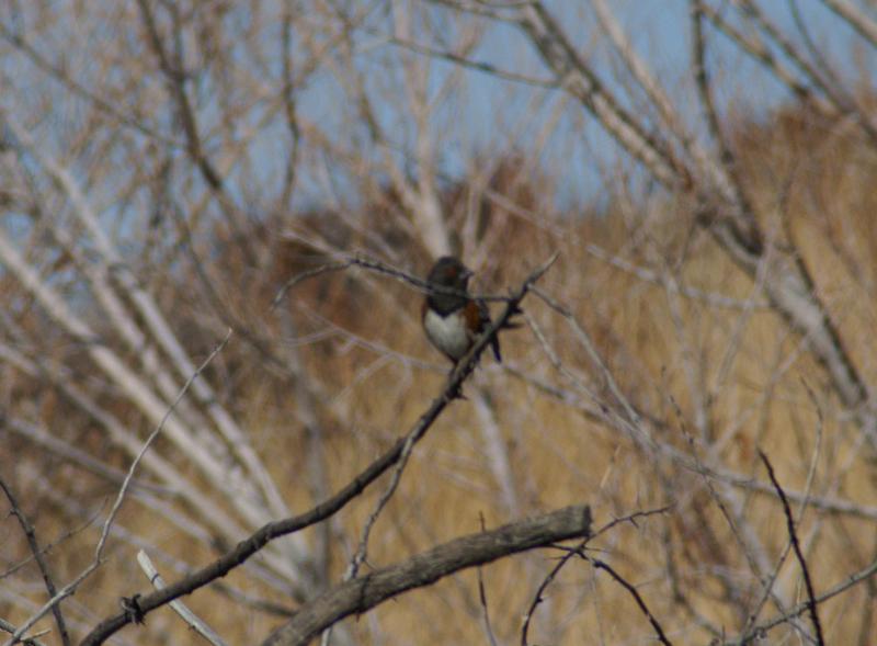 randomSpotted Towhee