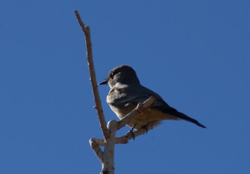 randomAsh-Throated Flycatcher