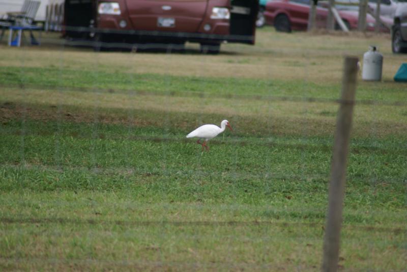 randomWhite Ibis