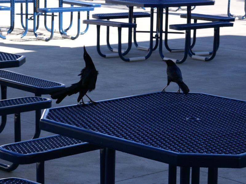 randomBoat-Tailed Grackle