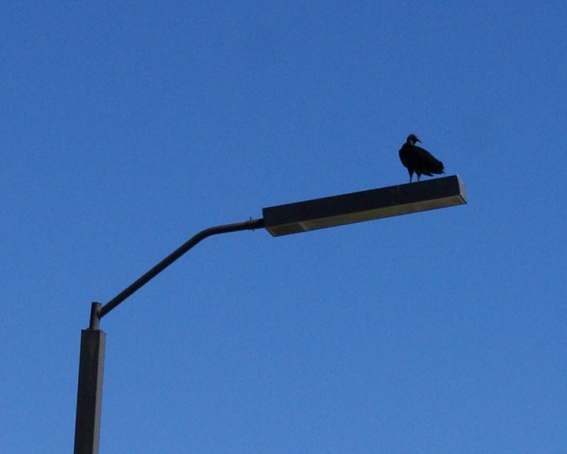 randomBlack Vulture