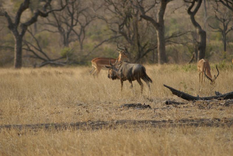 randomWildebeest