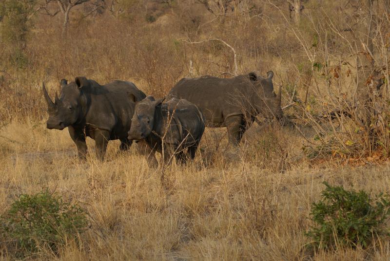 randomWhite Rhinoceros
