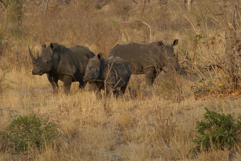 randomWhite Rhinoceros