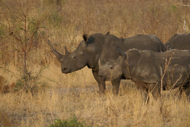 randomWhite Rhinoceros