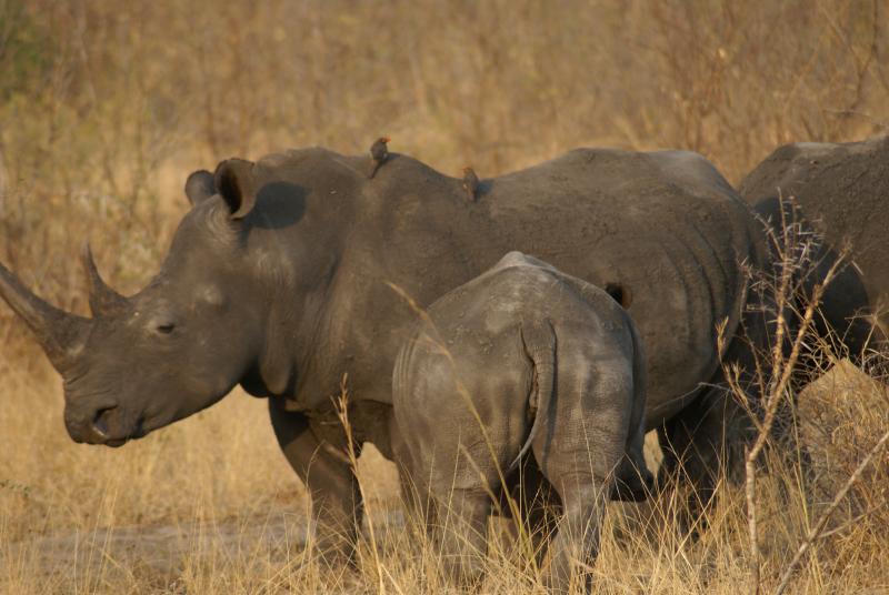 randomWhite Rhinoceros