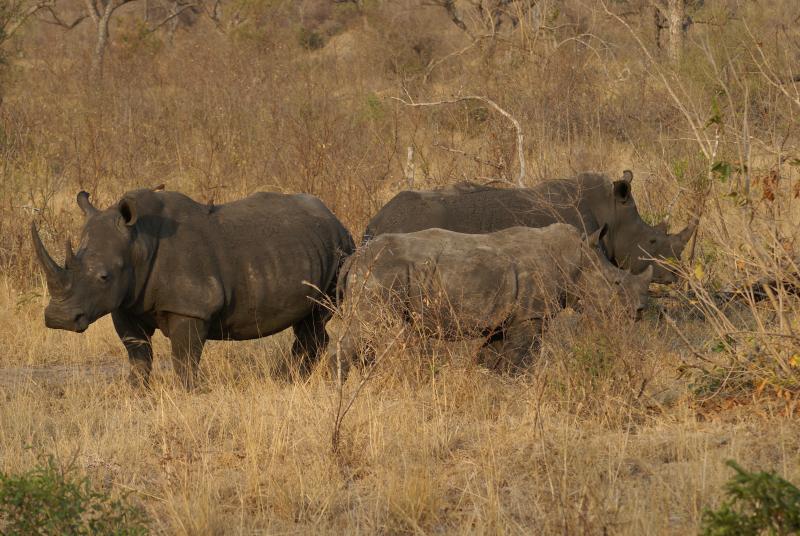 randomWhite Rhinoceros