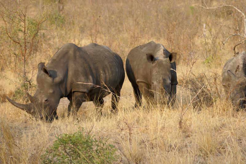 randomWhite Rhinoceros