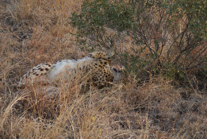 randomCheetah