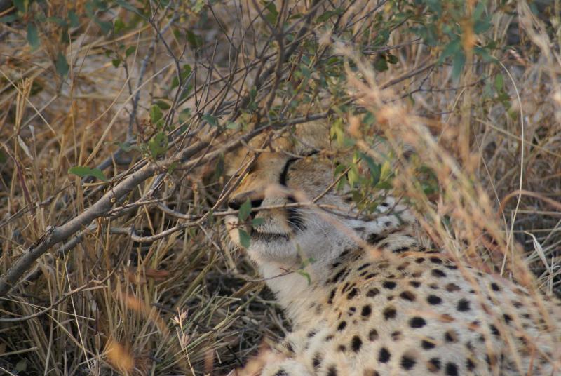 randomCheetah