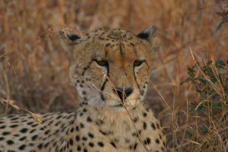 randomCheetah