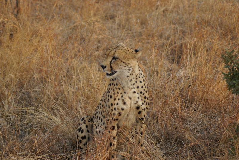 randomCheetah