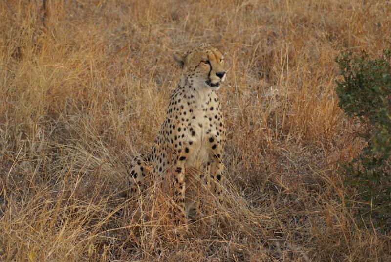 randomCheetah