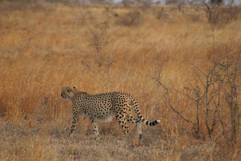 randomCheetah