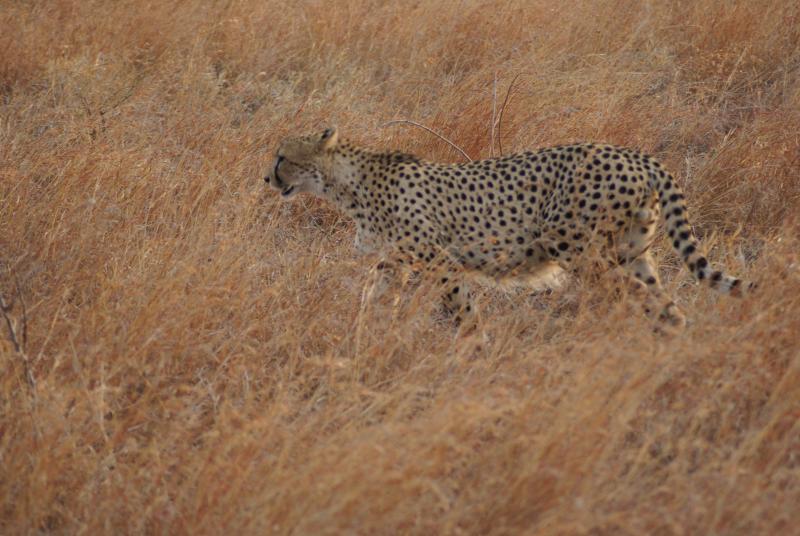 randomCheetah