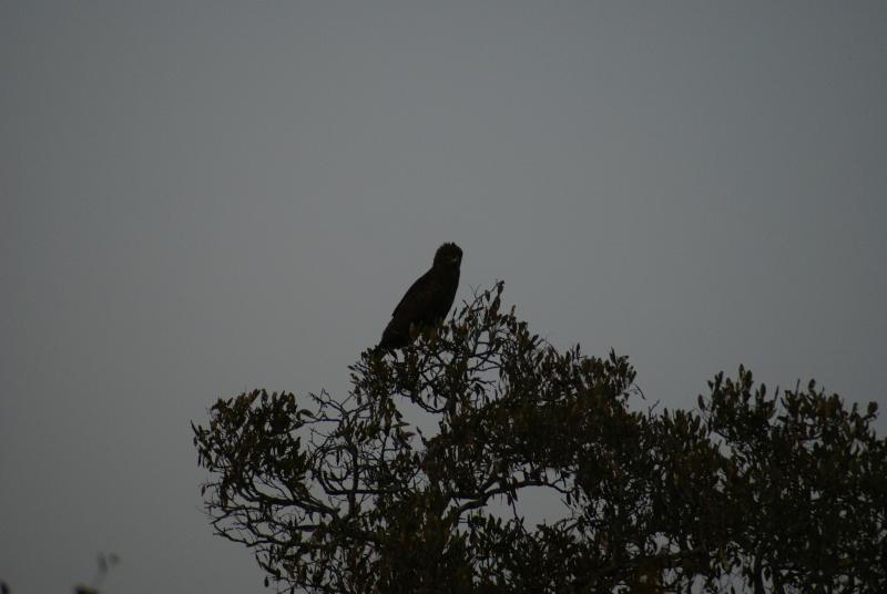 randomBrown Snake Eagle