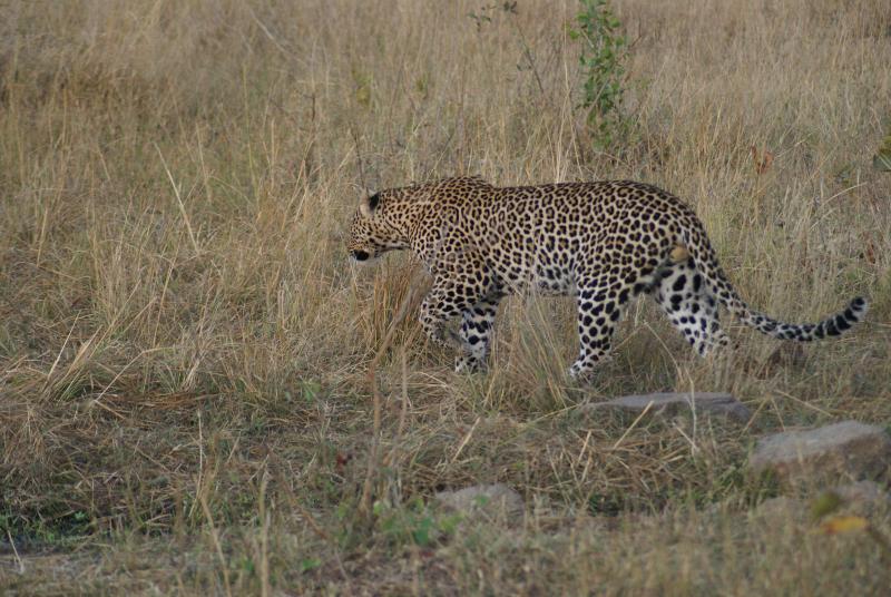 randomLeopard
