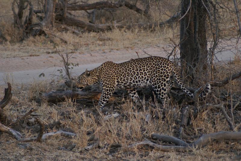 randomLeopard