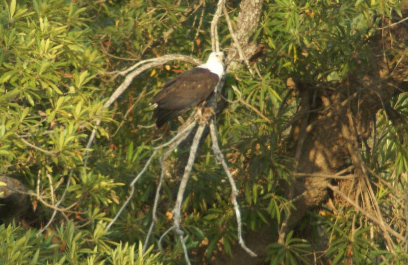 randomAfrican Fish Eagle