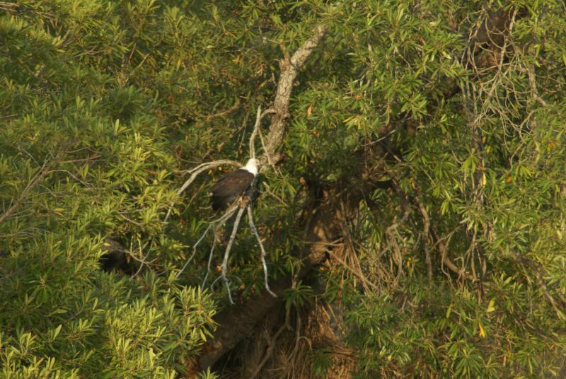 randomAfrican Fish Eagle