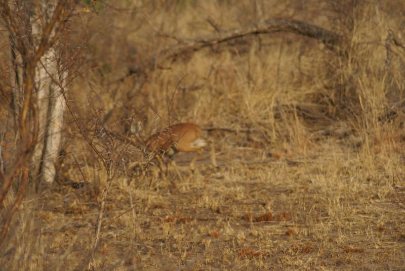 randomSteenbok