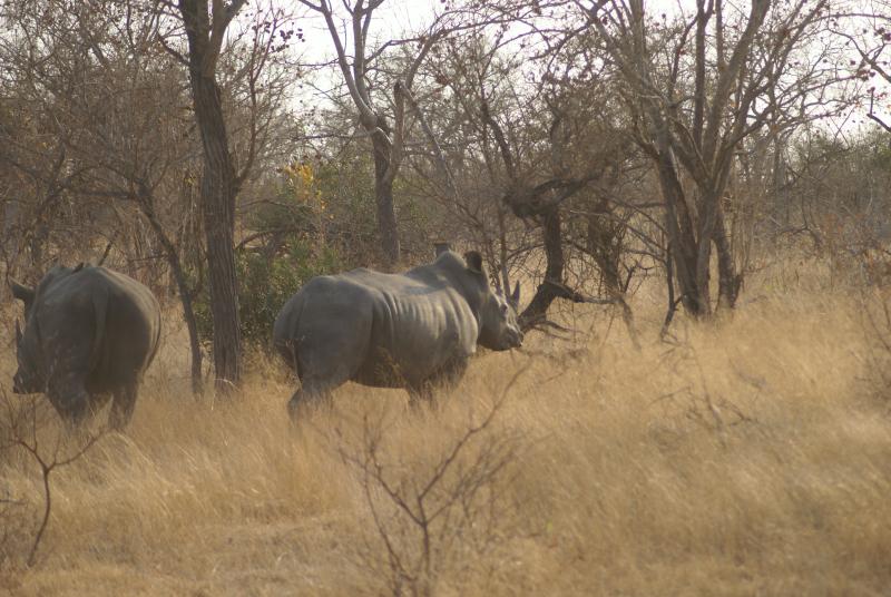 randomWhite Rhinoceros