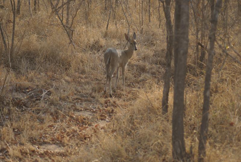 randomCommon Duiker