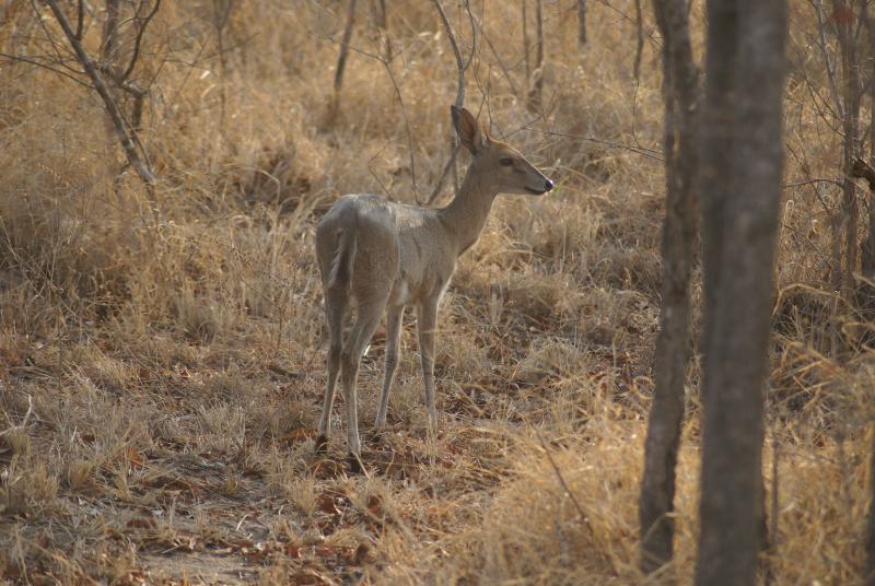 randomCommon Duiker