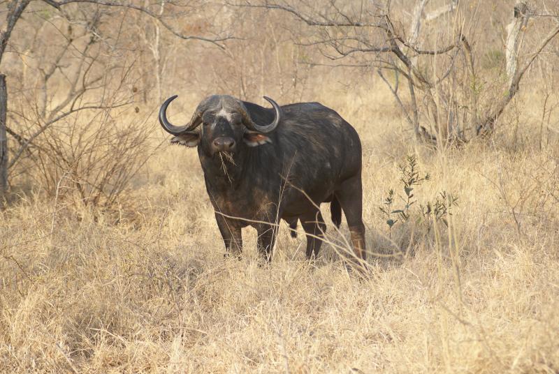 randomBuffalo