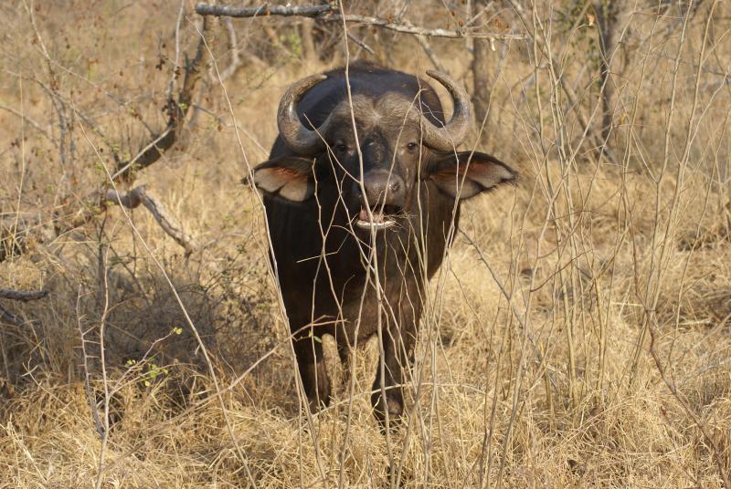 randomBuffalo