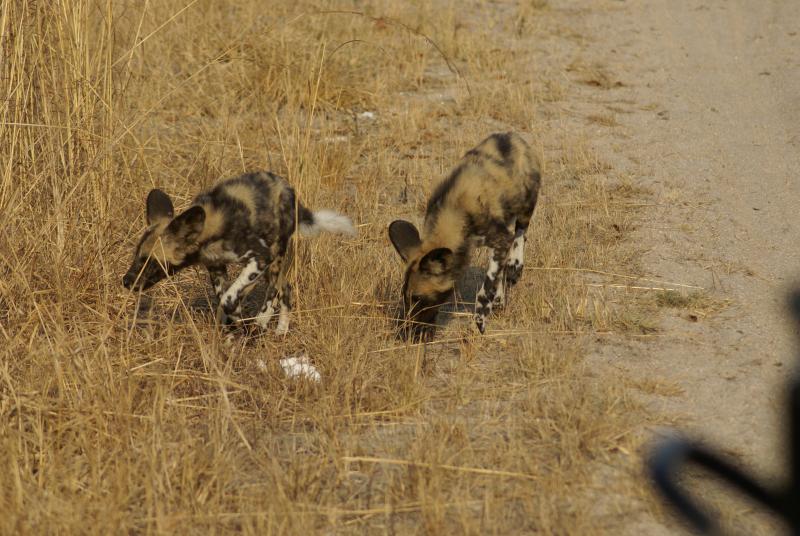 randomWild Dogs