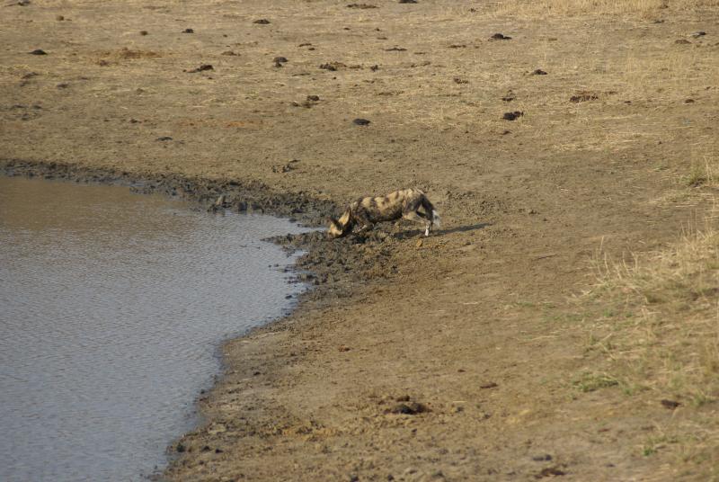 randomWild Dogs