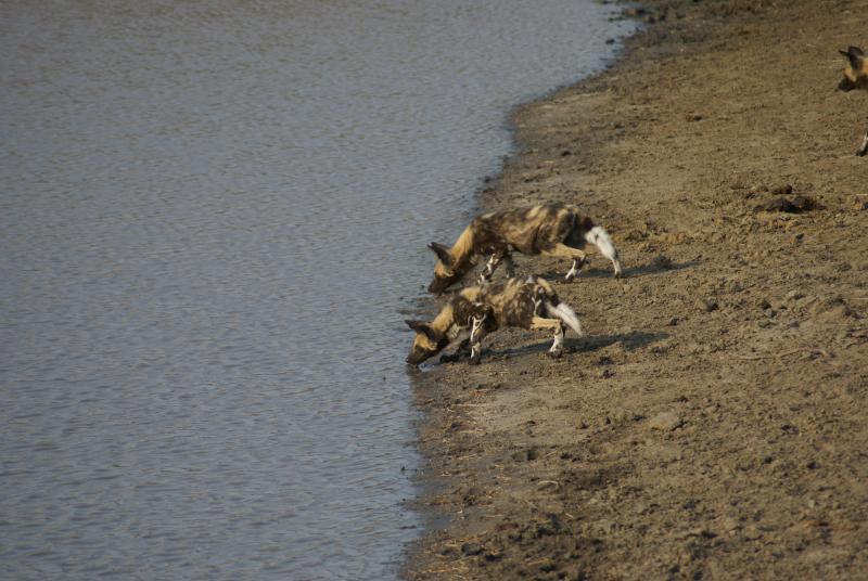 randomWild Dogs