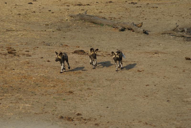 randomWild Dogs