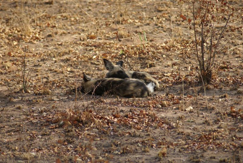randomWild Dogs