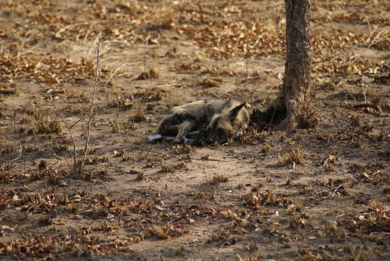 randomWild Dogs
