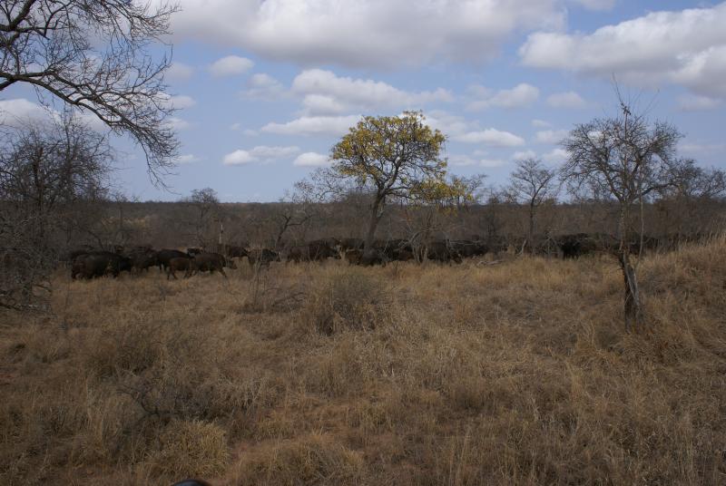 randomBuffalo