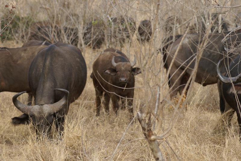 randomBuffalo
