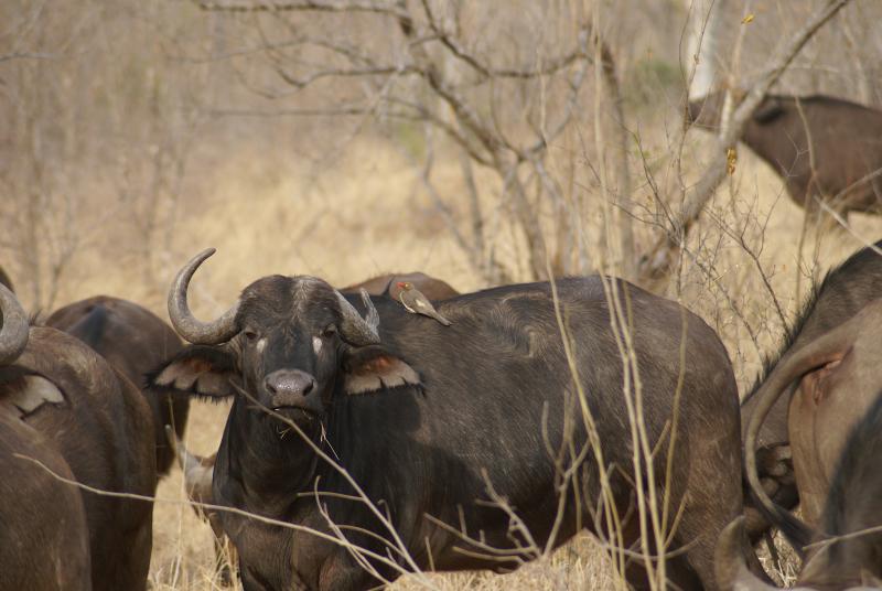 randomRedbilled Oxpecker