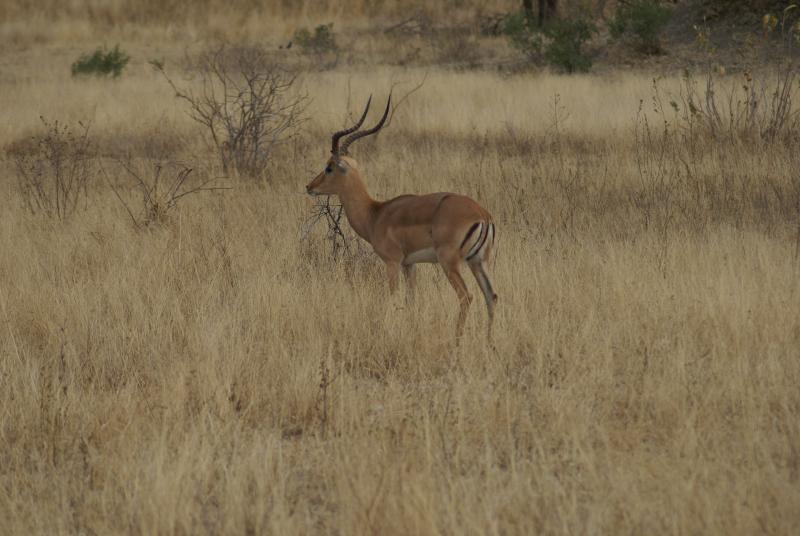randomImpala