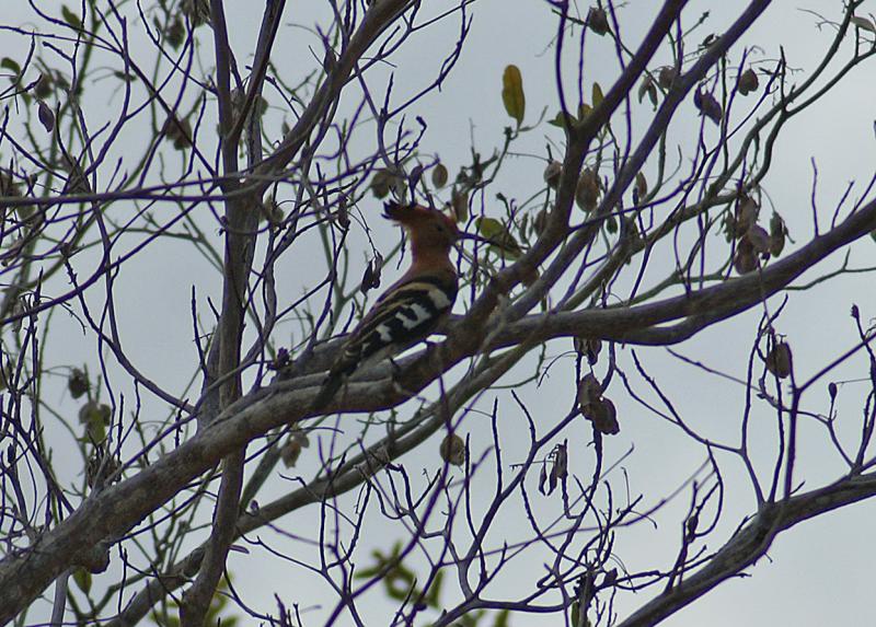 randomHoopoe