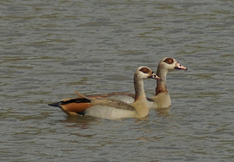 randomEgyptian Goose