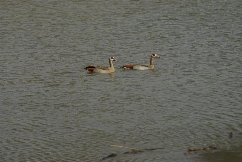 randomEgyptian Goose