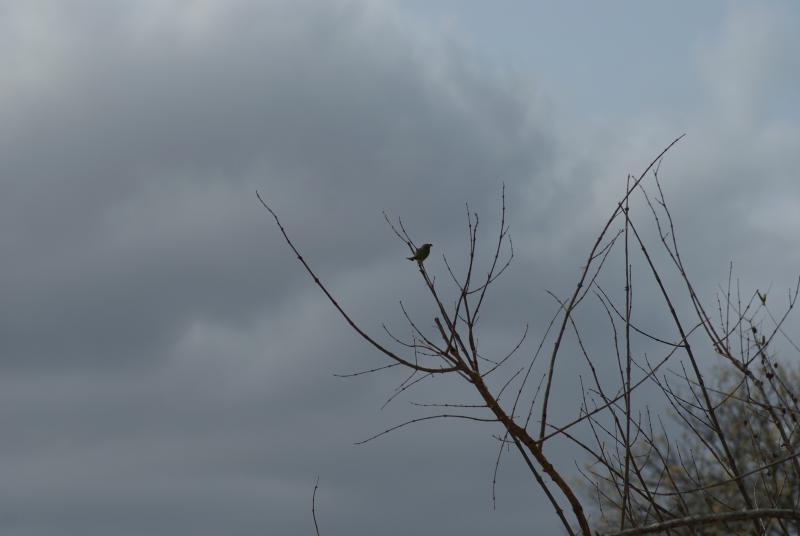 randomLittle Bee Eater