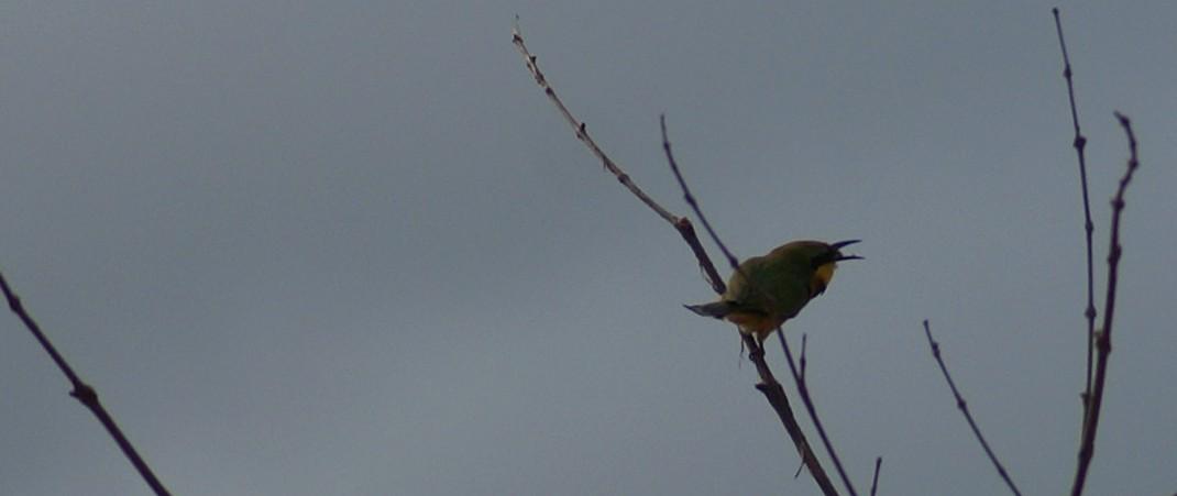 randomLittle Bee Eater