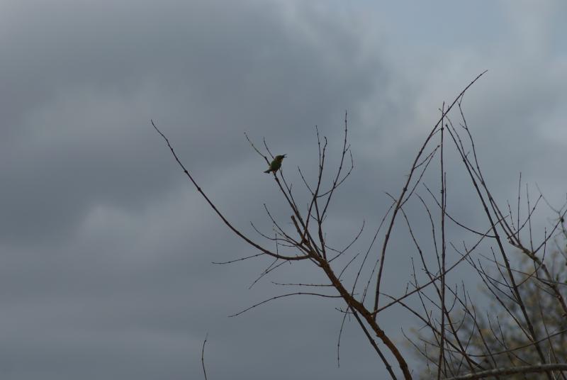 randomLittle Bee Eater